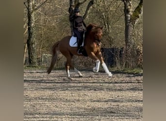 Westfale, Wallach, 7 Jahre, 169 cm, Fuchs