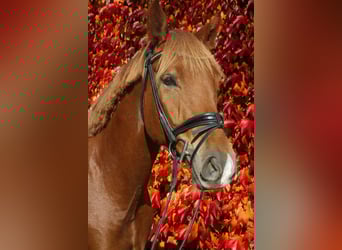 Westfale, Wallach, 7 Jahre, 169 cm, Fuchs