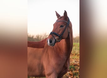 Westfale, Wallach, 7 Jahre, 169 cm, Fuchs