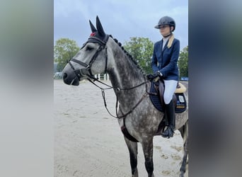 Westfale, Wallach, 7 Jahre, 170 cm, Apfelschimmel