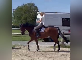 Westfale, Wallach, 7 Jahre, 170 cm, Brauner