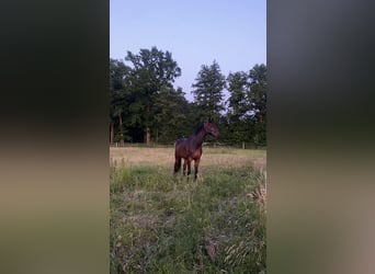 Westfale, Wallach, 7 Jahre, 170 cm, Brauner