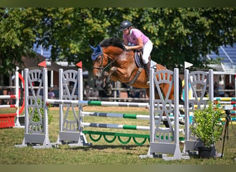 Westfale, Wallach, 7 Jahre, 170 cm, Brauner