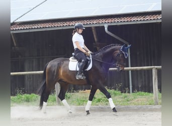 Westfale, Wallach, 7 Jahre, 170 cm, Dunkelbrauner