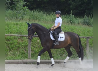 Westfale, Wallach, 7 Jahre, 170 cm, Dunkelbrauner