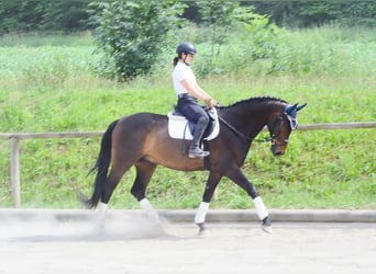 Westfale, Wallach, 7 Jahre, 170 cm, Dunkelbrauner