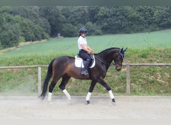 Westfale, Wallach, 7 Jahre, 170 cm, Dunkelbrauner