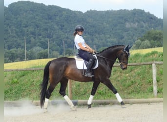 Westfale, Wallach, 7 Jahre, 170 cm, Dunkelbrauner