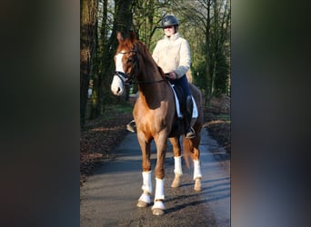 Westfale, Wallach, 7 Jahre, 170 cm, Dunkelfuchs