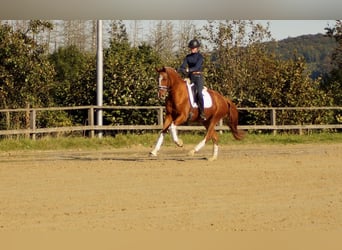 Westfale, Wallach, 7 Jahre, 170 cm, Fuchs