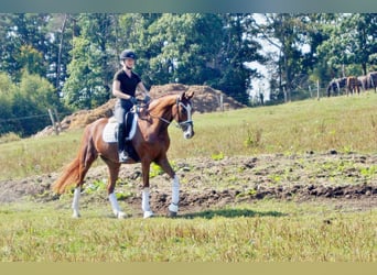 Westfale, Wallach, 7 Jahre, 170 cm, Fuchs