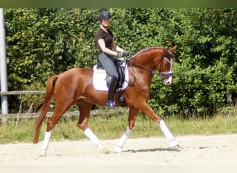 Westfale, Wallach, 7 Jahre, 170 cm, Fuchs