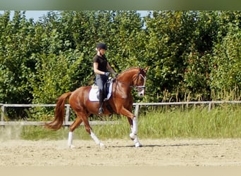 Westfale, Wallach, 7 Jahre, 170 cm, Fuchs