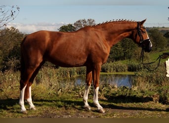 Westfale, Wallach, 7 Jahre, 170 cm, Fuchs