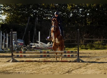 Westfale, Wallach, 7 Jahre, 170 cm, Fuchs
