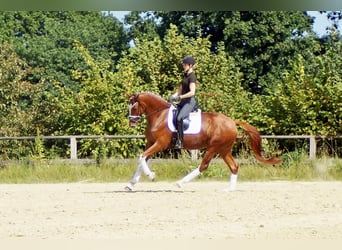 Westfale, Wallach, 7 Jahre, 170 cm, Fuchs