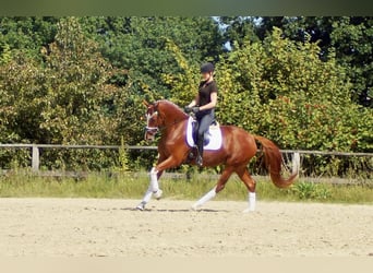 Westfale, Wallach, 7 Jahre, 170 cm, Fuchs