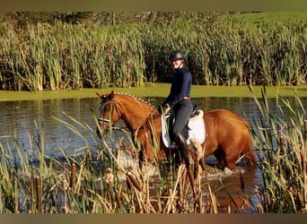 Westfale, Wallach, 7 Jahre, 170 cm, Fuchs