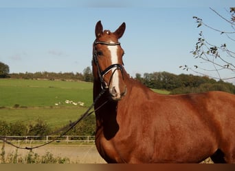 Westfale, Wallach, 7 Jahre, 170 cm, Fuchs