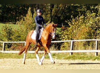 Westfale, Wallach, 7 Jahre, 170 cm, Fuchs
