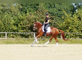 Westfale, Wallach, 7 Jahre, 170 cm, Fuchs