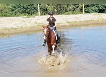 Westfale, Wallach, 7 Jahre, 170 cm, Fuchs