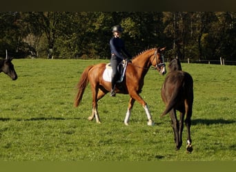 Westfale, Wallach, 7 Jahre, 170 cm, Fuchs