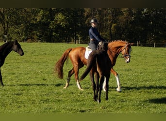 Westfale, Wallach, 7 Jahre, 170 cm, Fuchs