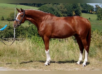 Westfale, Wallach, 7 Jahre, 170 cm, Fuchs