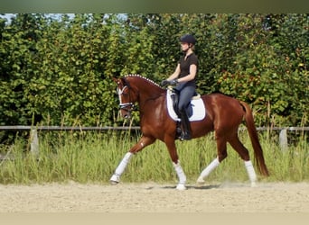 Westfale, Wallach, 7 Jahre, 170 cm, Fuchs
