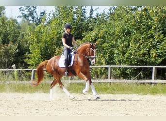 Westfale, Wallach, 7 Jahre, 170 cm, Fuchs