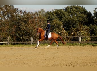 Westfale, Wallach, 7 Jahre, 170 cm, Fuchs