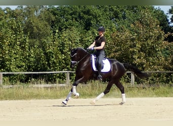 Westfale, Wallach, 7 Jahre, 170 cm, Rappe