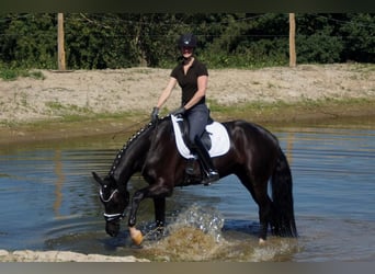 Westfale, Wallach, 7 Jahre, 170 cm, Rappe