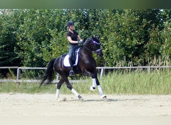 Westfale, Wallach, 7 Jahre, 170 cm, Rappe