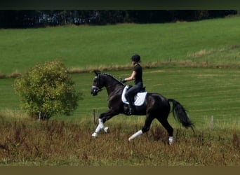 Westfale, Wallach, 7 Jahre, 170 cm, Rappe