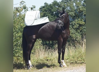 Westfale, Wallach, 7 Jahre, 170 cm, Rappe