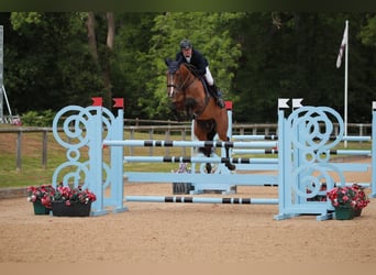 Westfale, Wallach, 7 Jahre, 170 cm, Rotbrauner