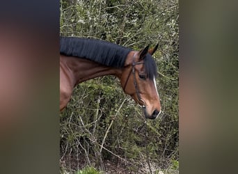 Westfale, Wallach, 7 Jahre, 170 cm, Rotbrauner