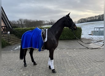Westfale, Wallach, 7 Jahre, 171 cm, Dunkelbrauner