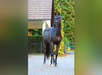 Westfale, Wallach, 7 Jahre, 171 cm, Rappe