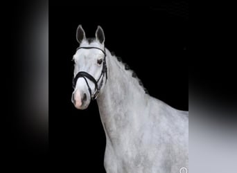 Westfale, Wallach, 7 Jahre, 171 cm, Schimmel