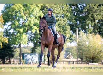 Westfale, Wallach, 7 Jahre, 172 cm, Brauner