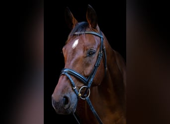 Westfale, Wallach, 7 Jahre, 172 cm, Brauner