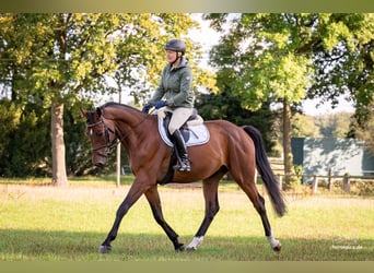 Westfale, Wallach, 7 Jahre, 172 cm, Brauner