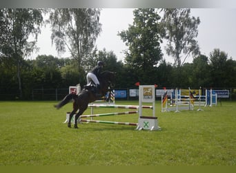 Westfale, Wallach, 7 Jahre, 172 cm, Brauner
