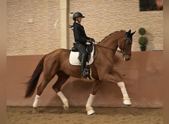Westfale, Wallach, 7 Jahre, 172 cm, Dunkelfuchs