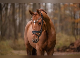 Westfale, Wallach, 7 Jahre, 172 cm, Dunkelfuchs