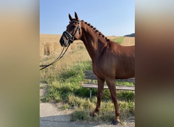 Westfale, Wallach, 7 Jahre, 172 cm, Fuchs