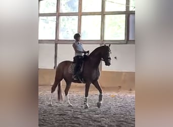 Westfale, Wallach, 7 Jahre, 173 cm, Brauner
